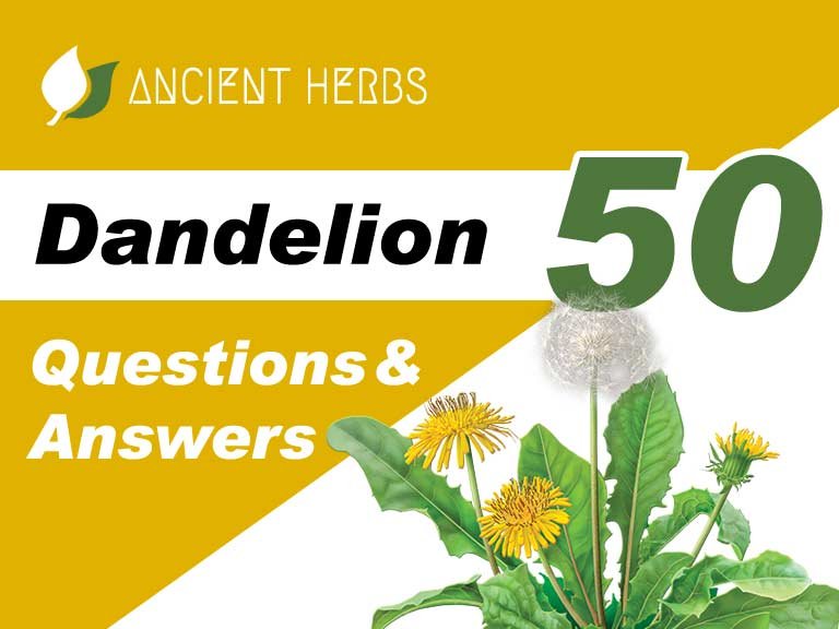 Dandelion