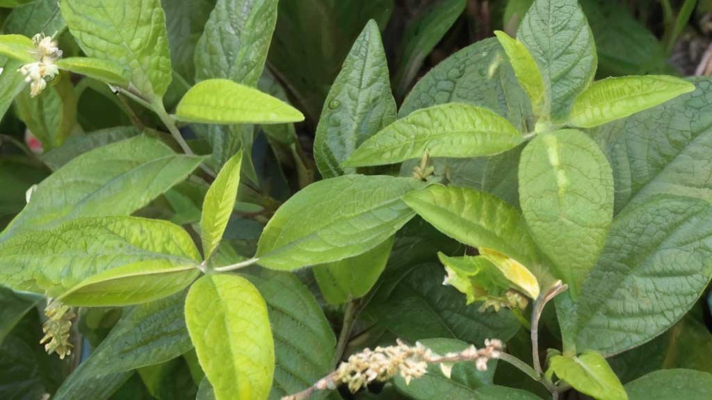 Cordia Verbenacea