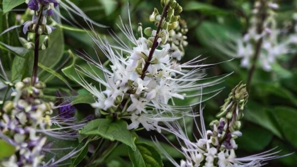 Java Tea: Kidney Support and Natural Diuretic Properties