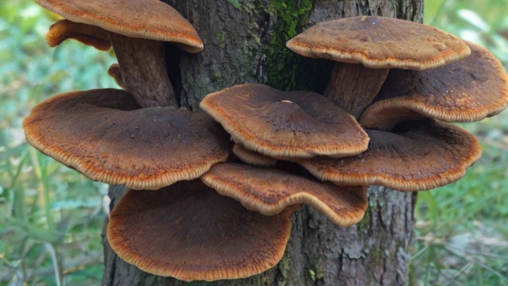 Mesima Mushroom