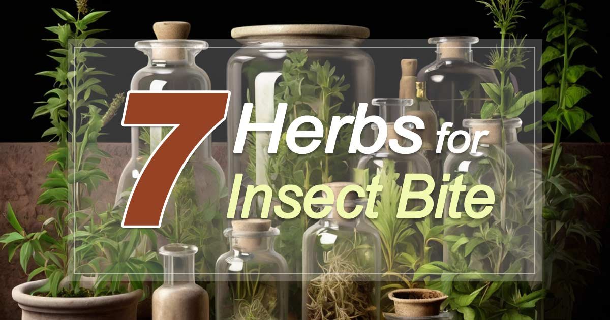 7 Best Herbs for Insect Bite Relief Naturally